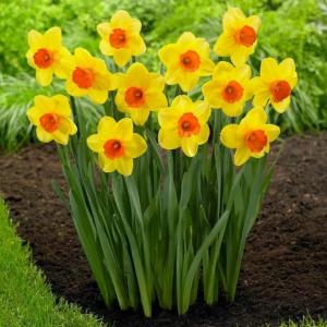 Нарцисс Ред Девон (Red Devon), 5 шт (разбор 12/14) - картинка 1