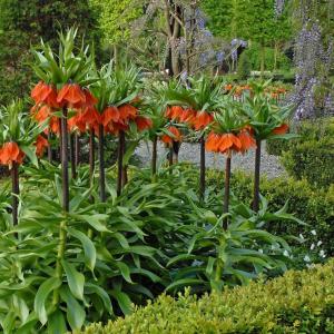 Рябчик императорский Рубра (Fritillaria imperialis Rubra Maxima), 1 шт (разбор 22/24) - картинка 1