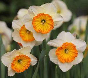 Нарцисс Саунд (Sound), 5 шт (разбор 12/14) - картинка 1