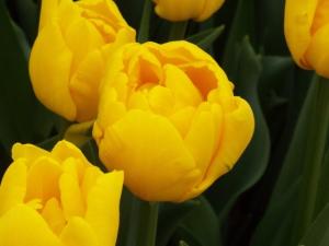 Тюльпан Веди Наполи (Vedi Napoli), 10 шт (разбор 11/12) - картинка 3