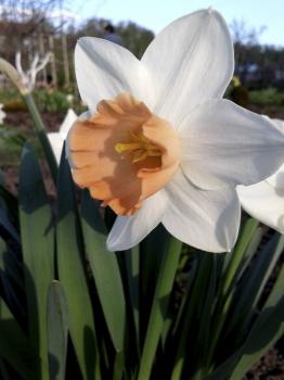 Нарцисс Пинк Силк (Pink Silk), 5 шт (разбор 12/14) - картинка 3