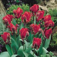 Тюльпан Рококо (Rococo), 10 шт (разбор 11/12)