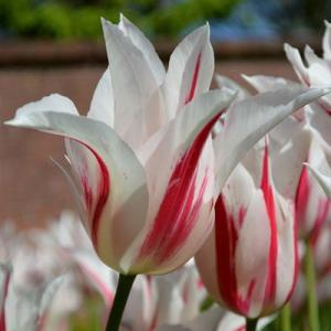 Тюльпан Мерилин (Marilyn), 10 шт (разбор 11/12) - картинка 2