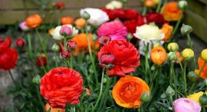 Ранункулюс Авив смесь (Ranunculus Aviv mixed), 15 шт (разбор 7/8) - картинка 3