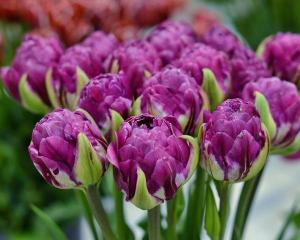 Тюльпан Блюберри Айс (Blueberry Ice), 5 шт (разбор 12/14) - картинка 1