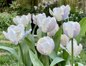 Тюльпан Уайт Лизард (White Lizard), 10 шт (разбор 11/12) - картинка 1