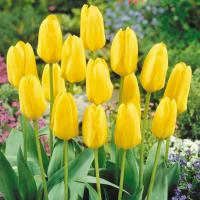 Тюльпан Кандела (Candela), 5 шт (разбор 11/12)