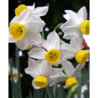 Нарцисс Каналикулатус (Canaliculatis), 10 шт (разбор 10/12)