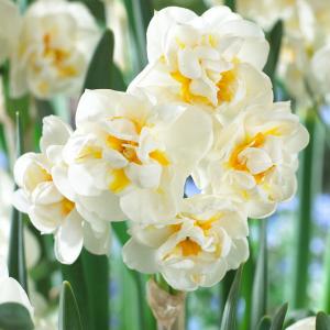 Нарцисс Брайд (The Bride = Bridal Crown), 5 шт (разбор 12/14) - картинка 4