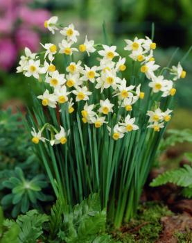 Нарцисс Каналикулатус (Canaliculatis), 10 шт (разбор 10/12) - картинка 4