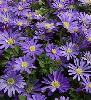 Анемона Бланда Блю Шейдс (Anemone blanda Blue Shades), 25 шт (разбор 5/6) - картинка 3