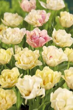 Тюльпан Силк Роуд (Silk Road), 10 шт (разбор 11/12) - картинка 1