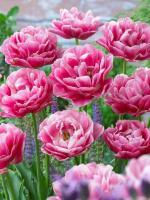 Тюльпан Авейрон (Aveyron), 10 шт (разбор 12/14)