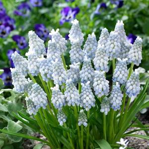 Мускари Арменикум Пепперминт (armeniacum Peppermint), 20 шт (разбор 8/9) - картинка 1