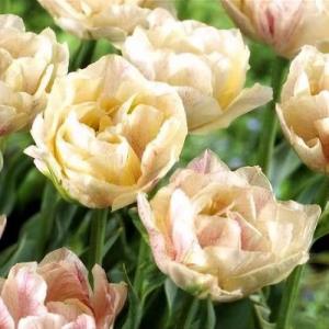 Тюльпан Силк Роуд (Silk Road), 10 шт (разбор 11/12) - картинка 2