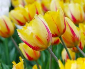 Тюльпан Фламенко (Flamenco), 10 шт (разбор 12/14) - картинка 1