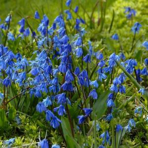 Сцилла Сибирская (Scilla siberica), 10 шт (разбор 7/8) - картинка 1