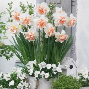 Нарцисс Дельнашо (Delnashaugh), 5 шт (разбор 12/14) - картинка 1