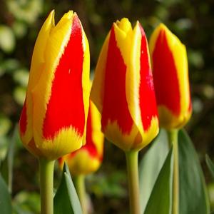 Тюльпан Стреза (Stresa), 10 шт (разбор 12/14) - картинка 2