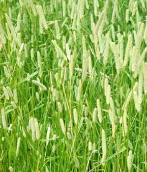 Тимофеевка луговая Утро, 0.5 кг - картинка 1