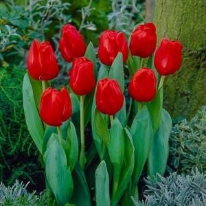 Тюльпан Эскейп (Escape), 5 шт (разбор 11/12) - картинка 1