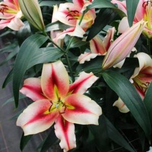 Лилия ОТ-гибрид Олимпик Флейм = Олимпик Тотч (Olympic Flame = Olympic torch), 3 шт (разбор 16/18!) - картинка 2