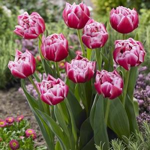 Тюльпан Колумбус (Columbus), 10 шт (разбор 12/14) - картинка 2