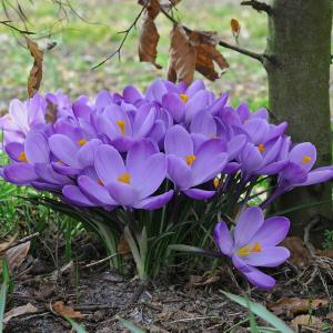 Крокус Гранд Матр (Grand Maitre), 25 шт - картинка 2
