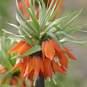 Рябчик императорский Аврора (Fritillaria imperialis Aurora), 1 шт (разбор 22/24) - картинка 4