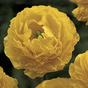 Ранункулюс Авив Джун (Ranunculus Aviv Jaune), 15 шт (разбор 7/8) - картинка 2