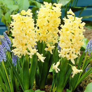 Гиацинт Джипси Принцесс (Gipsy Princess), 5 шт (разбор 16/17) - картинка 1