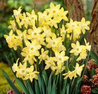 Нарцисс Пипит (Pipit), 10 шт (разбор 10/12)