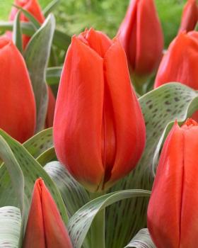 Тюльпан Джаент Оранж Санрайз (Giant Orange Sunrise), 5 шт (разбор 16/18!) - картинка 4