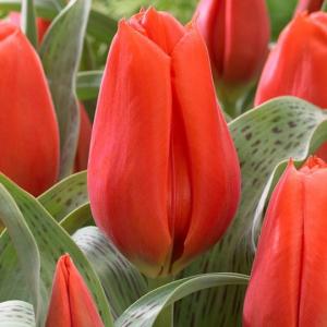 Тюльпан Джаент Оранж Санрайз (Giant Orange Sunrise), 5 шт (разбор 16/18!) - картинка 3