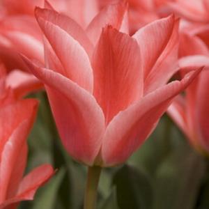 Тюльпан Царь Петр (Czaar Peter), 10 шт (разбор 11/12) - картинка 5