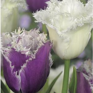 Тюльпан Твинклин Даймондс смесь (Twinkling Diamonds - Cummins/Honeymoon), 15 шт - картинка 1