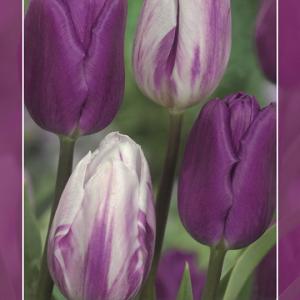 Тюльпан Пёпл Пэшн смесь (Purple Passion - Passionale/Flaming Flag), 15 шт - картинка 2