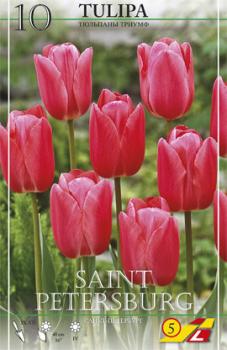 Тюльпан Санкт Петербург (Saint Petersburg), 10 шт (разбор 12/14) - картинка 2
