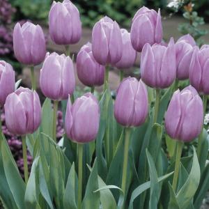 Тюльпан Вайлет Бьюти (Violet Beauty), 10 шт (разбор 12/14) - картинка 1