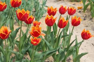 Тюльпан Фабио (Fabio), 10 шт (разбор 12/14) - картинка 2