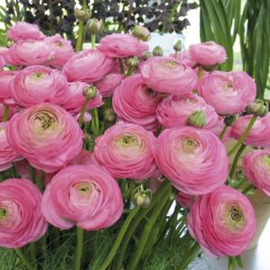 Ранункулюс Авив Роуз (Ranunculus Aviv Rose=Pink), 15 шт (разбор 7/8) - картинка 1