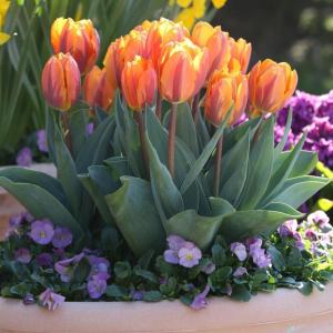 Тюльпан Принцесса Ирен (Prinzessin Irene), 10 шт (разбор 11/12) - картинка 1