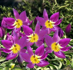 Тюльпан пульчелла Истерн Стар (pulchela Eastern Star), 15 шт - картинка 1