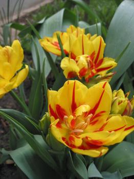 Тюльпан Монселла (Monsella), 10 шт (разбор 11/12) - картинка 3