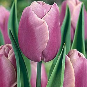 Тюльпан Холланд Бьюти (Holland Beauty), 10 шт (разбор 12/14) - картинка 2