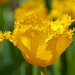 Тюльпан Гамильтон (Hamilton), 10 шт (разбор 12/14) - картинка 3