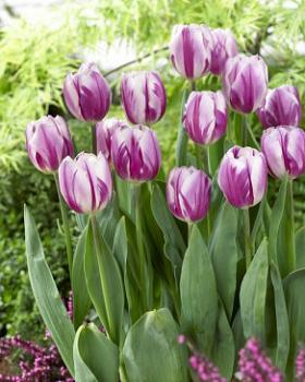 Тюльпан Флейминг Флаг (Flaming Flag), 10 шт (разбор 11/12) - картинка 4