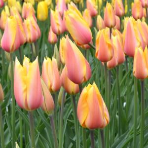 Тюльпан Блашинг Бьюти (Blushing Beauty = Blushing Lady), 10 шт (разбор 12/14) - картинка 1