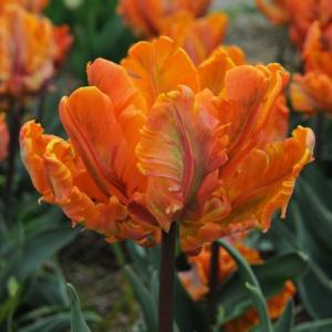 Тюльпан Ирен Пэррот (Irene Parrot), 10 шт (разбор 12/14) - картинка 1