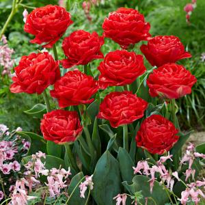 Тюльпан Памплона (Pamplona), 10 шт (разбор 11/12) - картинка 1